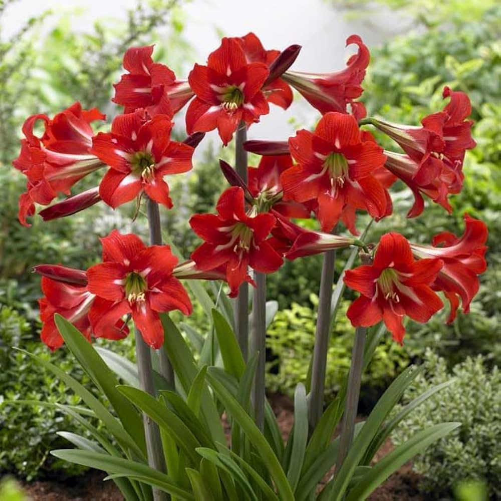 Amazon.co.jp: アマリリス 球根 春植え 毎年花が咲く 【 バレンチノ Amazon.co.jp: アマリリス 球根 春植え 毎年花が咲く 【 バレンチノ