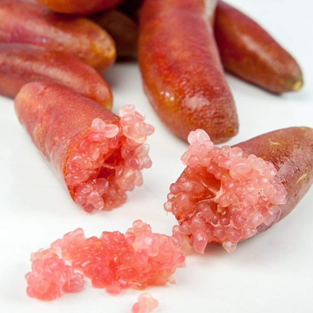 Amazon.co.jp: フィンガーライム レインフォレストパール 接木2年生