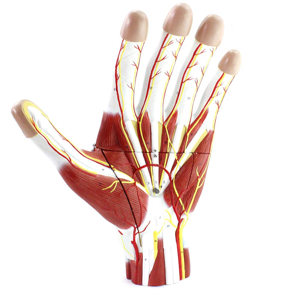 Modèle neurovasculaire de la main humaine pour l'apprentissage mini-invasif