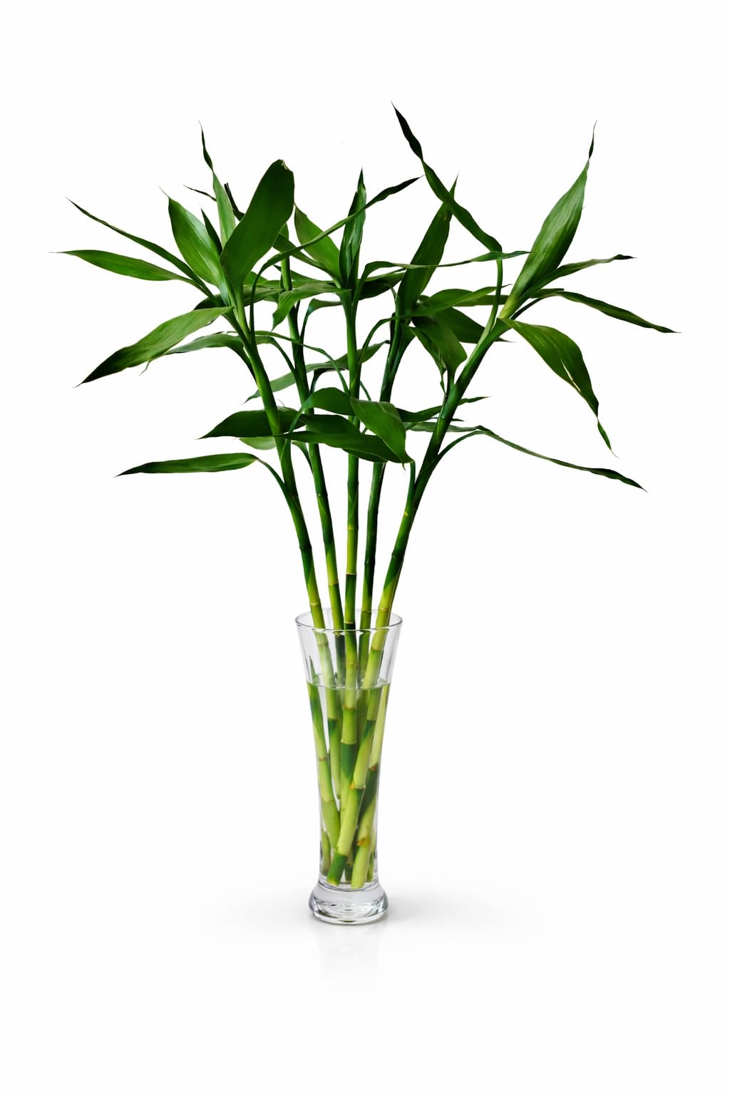 LBP NURSERY Straight Lucky Bamboo Sticks 5 Pieces
