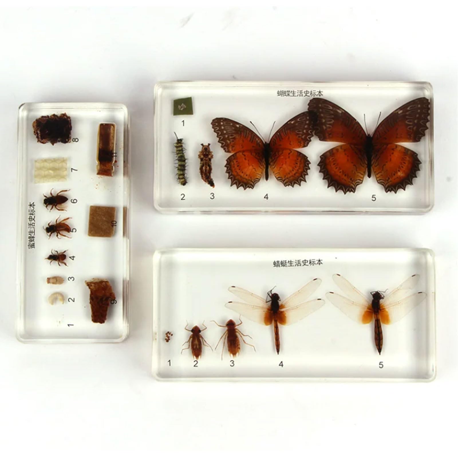 Zestaw Preparatów Żywicznych Cyklu Życia Owadów Montessori, Motyl Ważka Pszczoła Sekwencja Wzrostu Pomoce Naukowe,Butterflies
