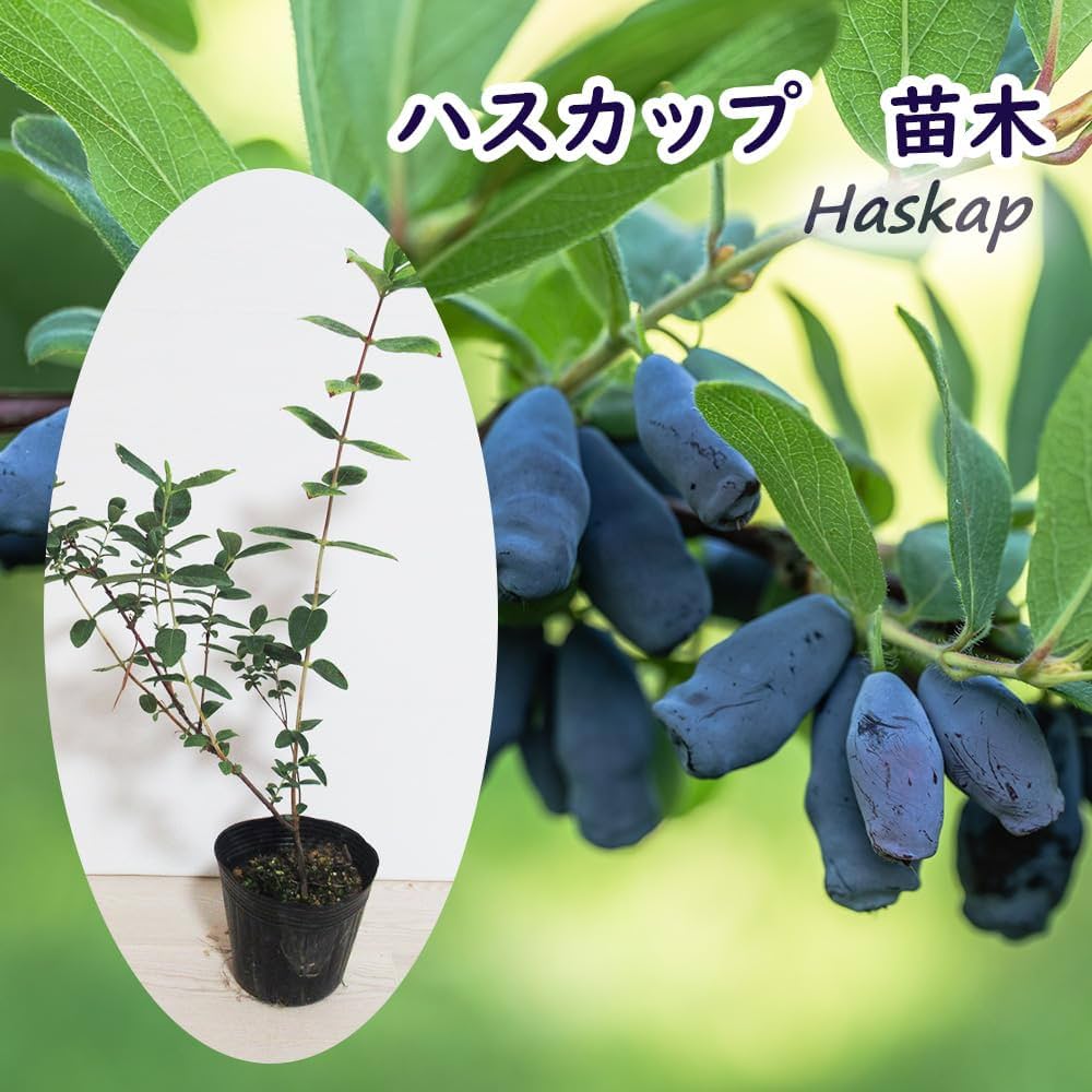 北の蝦夷大実ハスカップ苗木1本　蝦夷ハスカップ苗木1本 山葡萄2本 北の蝦夷 大実ハスカップ苗木 (蝦夷山葡萄苗木セット)