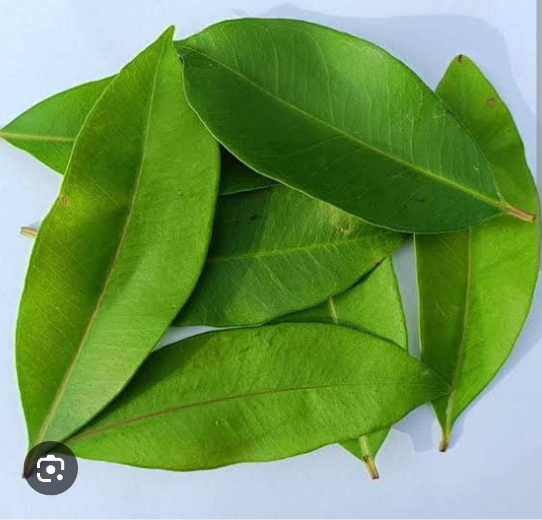 DADFirm Jamun Leaves Fresh, jamun Ke Patte, Natural Leaf 150 no.