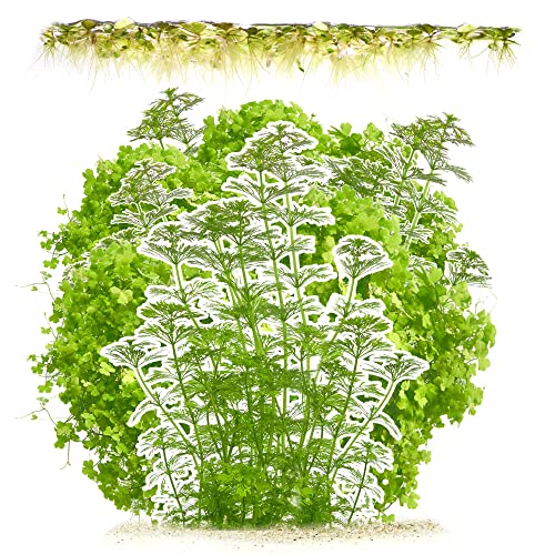 Aquarienpflanzen Set gegen Algen - Anti Algen-Aquarium Algenkiller - in vitro XL 8,5cm Bechergröße - Algenbekämpfung mit Wasserpflanzen - Enthält 3 Sorten: Limnophila, Salvinia und Hydrocotyle