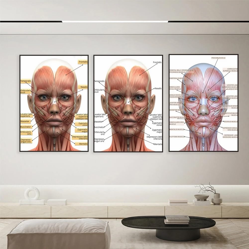 Hurcp Earthy Tones Set Of 3 Canvas Poster Facial Muscles Anatomy Medical Spa Plastic Surgery Spa Nurse Syringe Decor Beautician Wall Art Prints Gift Bedroom Living Room Dorm Gallery Corridor Decor Picture,A3 (30X42cm)