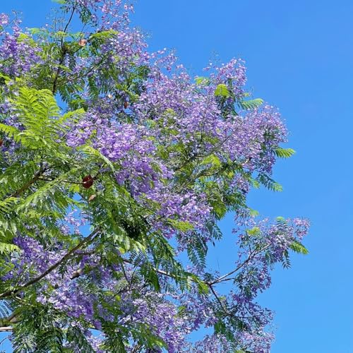 Semillas de jacarandá, Las de balcón son perennes resistentes. Jacaranda mimosifolia, semillas de variedades antiguas jardín 40pcs