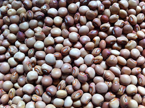 Pigeon Pea Known As Gandules