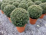 PREMIUM Ilex crenata Stokes Kugel rund Ø 35 cm Buchsbaum Ersatz winterhart + robust