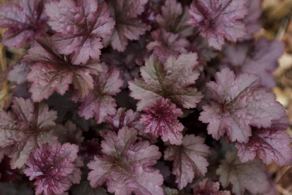 Plum Pudding Heuchera/Coral Bells in 4 Inch Pot-Great for Spring Planting! (3)