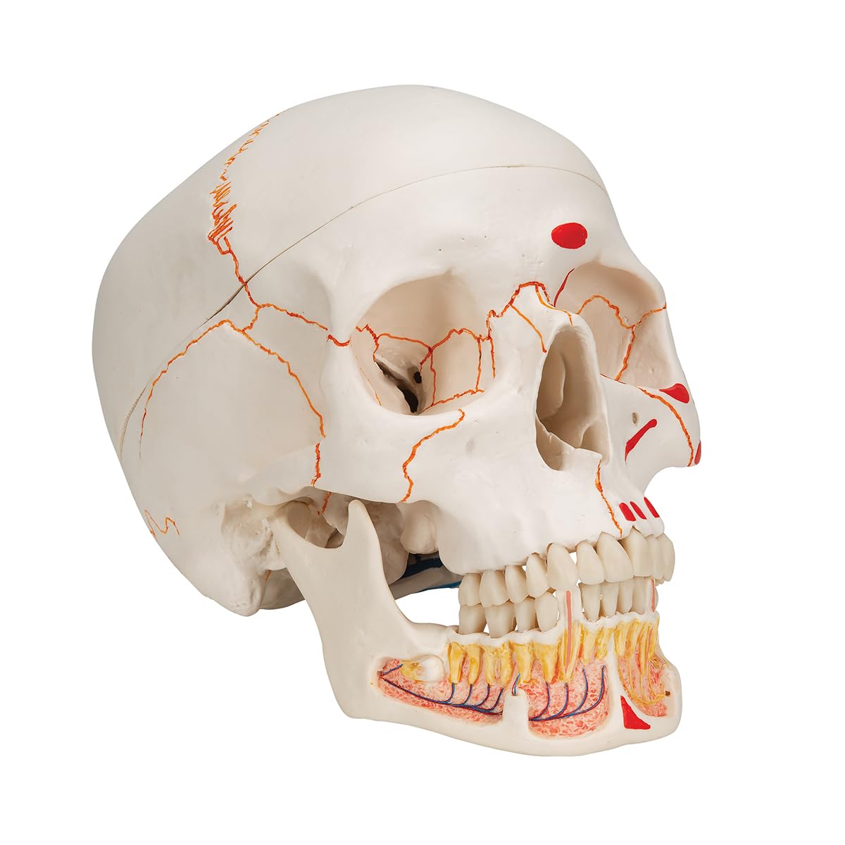 3B Scientific anatomia człowieka - klasyczny model ludzkiej czaszki z otwartą dolną szczęką, malowane, połączenia magnetyczne, 3 części darmowe oprogramowanie do anatomii - 3B Smart Anatomy