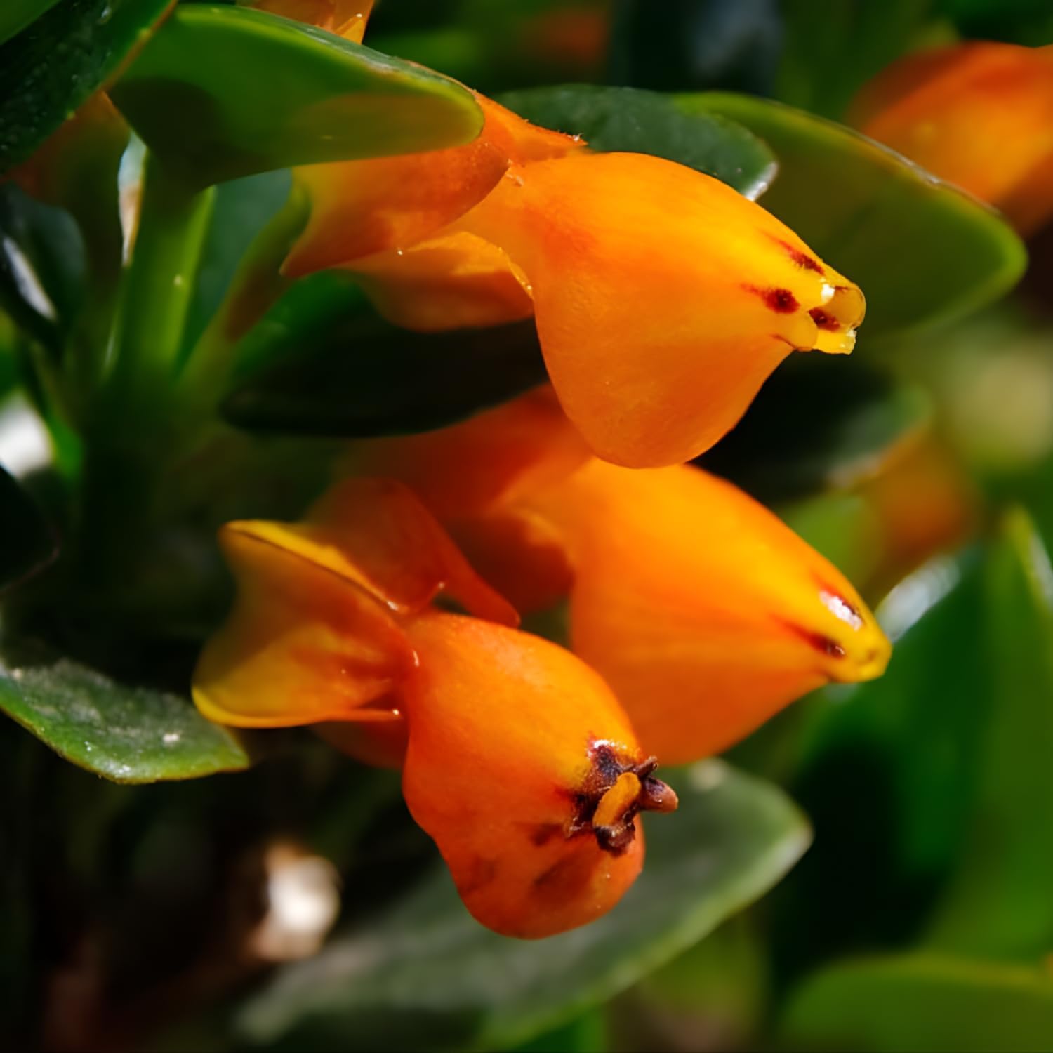 Goldfish Plants Live Houseplants | Live Columnea Nematanthus in 4-Inch Pot | Colorful Trailing Goldfish Plant for Indoors | Perfect for Tables & Home Décor | Ideal Gift for Plant Lovers