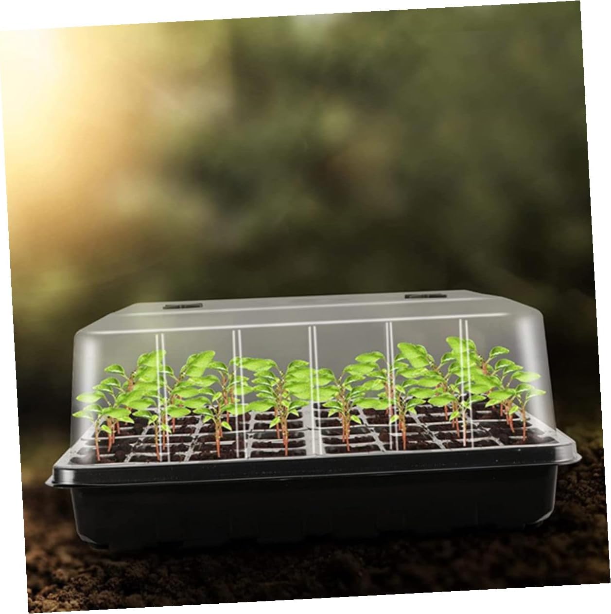 Seedling Starter Tray with Dome Nursery Germination Tray for Indoor Gardening with High Cover for Succulent and Carnivorous Plants
