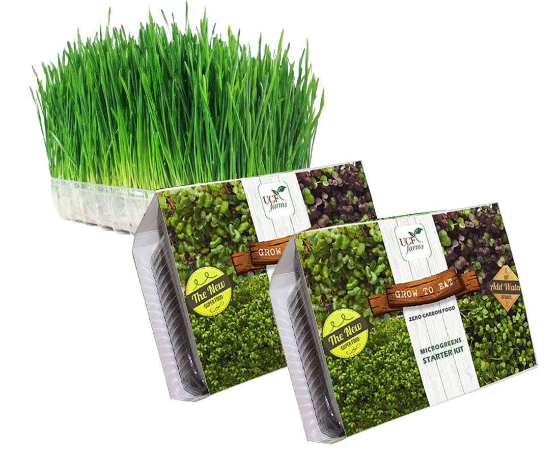 UGF Farms Microgreens Kit (Pack of 2) - Wheat Grass | Natural & Organic, Non GMO, Non Hybrid |Soilless Organic Plant Seeds | Vegetable Seeds