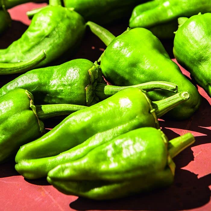Gardeners Kitchen - Chilli Plants - 'Padron' - 3 X 9cm Pot Vegetable Plants