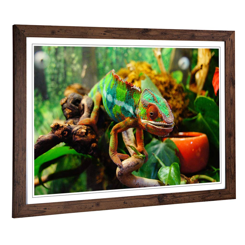 Big Box Art Framed Print of Chameleon Lizard (2) Design | Wall Art Picture | Home Decor for Kitchen, Living, Dining Room, Lounge, Bedroom, Hallway, Office, Walnut, A2 / 24.5x18 Inch / 62x45cm
