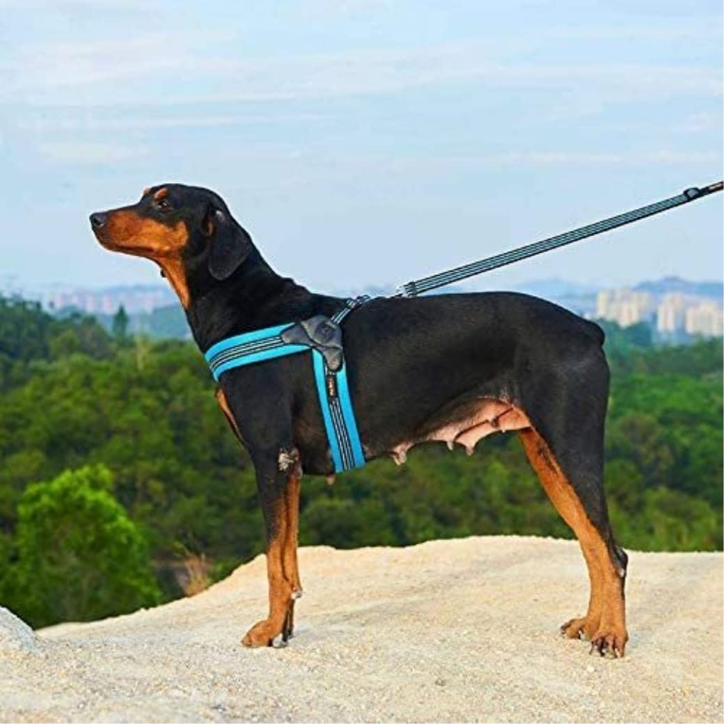 Correa Perro Arnés De Malla De Nailon Transpirable para Perros, Arnés Y Correa Ajustables Reflectantes para Perros, Correa para Mascotas Correa Perro Suave(Blue,50-54cm)