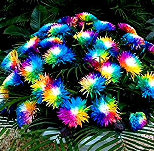 Seeds House- SummerRio 100pcs Rainbow Daisy Seeds, Liuingstone Flower Seeds Hardy Perennial Ornamental Home Garden
