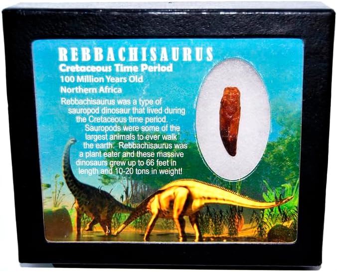 Rebbachisaurus Sauropod Dinosaur Tooth Fossil 1.370 in w/Display Box E555#17957