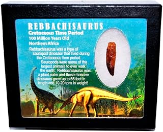 Rebbachisaurus Sauropod Dinosaur Tooth Fossil 1.370 in w/Display Box E555#17957