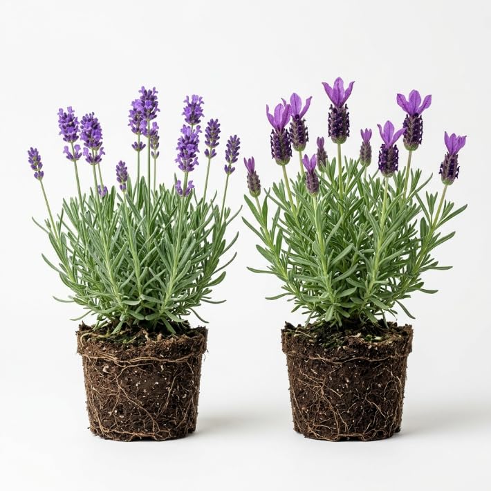 unusual succulents for sale Unusual Succulent Plant Collection