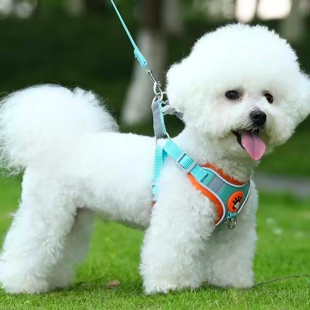 4 Sets Rabbit Harness and Leash Set for Outdoor Training Camping Walking Escape Proof Breathable Bunny Clothes Bunny Outfits for Rabbits Ferret Kitten Puppy Guinea Pig Small Pet Supplies (M)