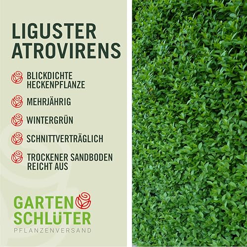 Garten-Schlüter® Wintergrüner Liguster Atrovirens, 40-60 cm geliefert im Container - Ligustrum vulgare als Ligusterhecke - schnellwachsend, pflegeleicht, robust, immergrün - Heckenpflanze