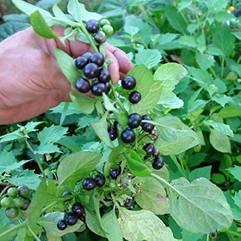 Garden Huckleberry Seeds by Palm Beach Medicinal Herbs Cover