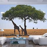 77x30 inches Wall Mural,Baby and Mom Giraffe under the Tree the Tallest Animal Mammal in Savannah Na