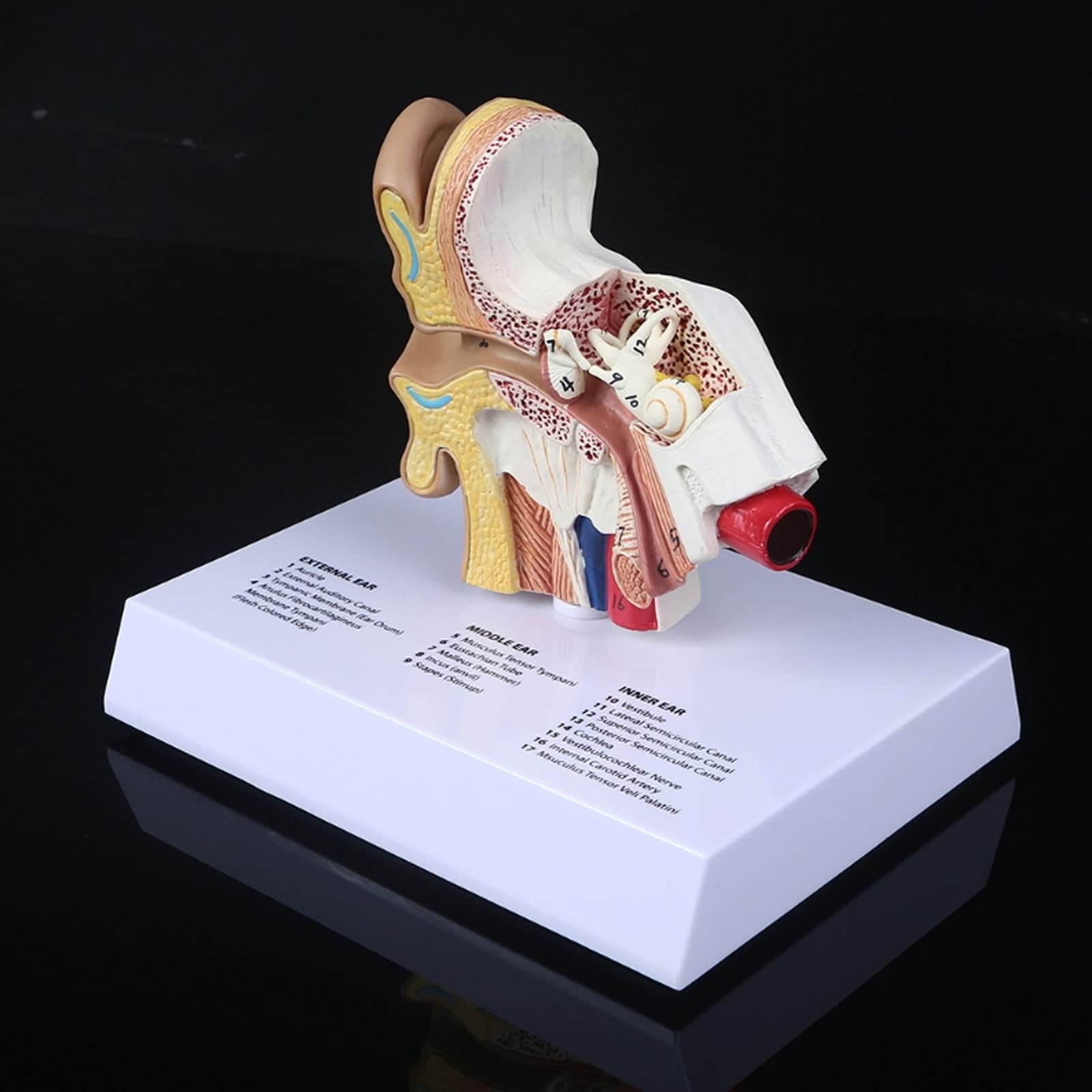 1,5 Volte Il Modello Dell'orecchio Umano A Grandezza Naturale Materiale Didattico Per L'anatomia Scientifica Display Per Studio Anatomico Professionale