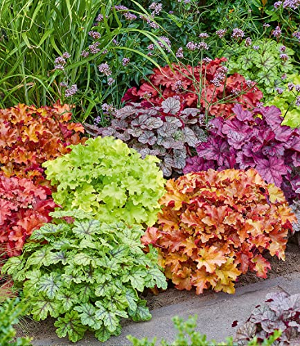 BALDUR Garten Heuchera-Mix \'Farbenpracht\',5 Pflanzen, leuchtstarke Blattschmuck-Stauden, bilden immergrüne Teppiche, winterhart, mehrjährig, pflegeleicht, ideal für Garten & Beet BALDUR Garten Heuchera-Mix \'Farbenpracht\',5 Pflanzen, leuchtstarke Blattschmuck-Stauden, bilden immergrüne Teppiche, winterhart, mehrjährig, pflegeleicht, ideal für Garten & Beet