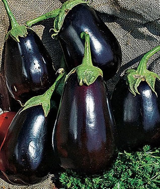JIGNISHASEEDS Black Brinjal, Eggplant, Aubergine Round Vegetable Seeds | Baigan ke beej | Brinjal Seeds Home & Terrace Gardening | Seeds For Planting | All Season Seeds | Pack Of 100 (B0CB1QSNB4) Amazon Price History, Amazon Price Tracker