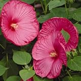 Outsidepride Luna Rose Hibiscus Seeds - 10 Pcs Perennial Flower Seeds for Planting Pollinator-Friendly&comma; Large & Elegant Blooms with Dense Dark Green Foliage for Containers&comma; Pots&comma; & Garden Spaces