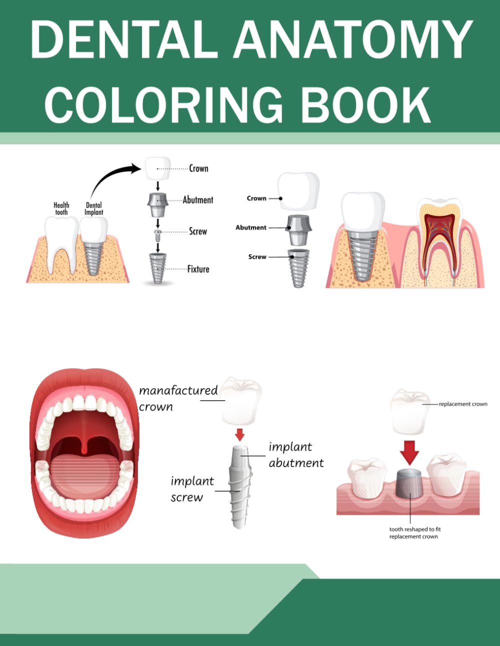 Dental Anatomy Coloring Book: Teeth Anatomy Coloring Workbook to Learn Tooth Structure Oral Cavity Anatomy and Dental Morphology for Dental Students