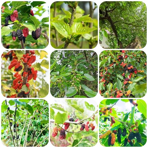 morera resistente - semillas árboles frutales semillas de frutas semillas de frutos columnares árboles frutales columnares semillas orgánicas plantas de jardín, decoración de plantas 400pcs