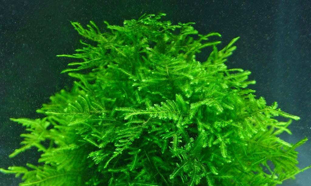 Mixed Unknown Moss - Live Aquatic Moss Plants Aquarium Moss Freshwater Planted Tank (5 Portions)