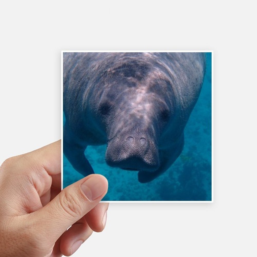 Sticker étanche animaux marins lot de 8 pour protéger et embellir les surfaces lisses pc et murs