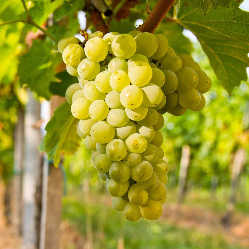 Grape Vine, Grape Plant Live 1-2 Years Old, Sweet Grape Fruit Tree, Very Cold Hardy (Yellow Green Grape)