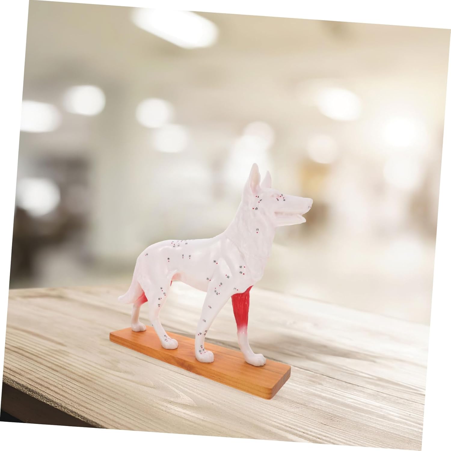 PRETYZOOM School Teaching Tool Realistic Dog Model Anatomy Canine Anatomy Model Tools for Dog Model Anatomy Teaching Study Supplies Dog Anatomy Model Training Model