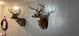 Review Image by J.M.F.C J.M.F.C