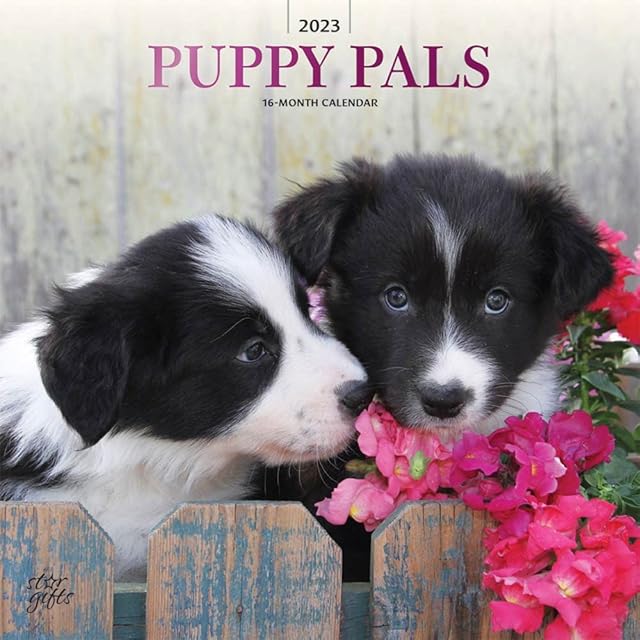 Puppy Pals | 2023 12 x 24 Inch Monthly Square Wall Calendar | Foil Stamped Cover and Stickers | StarGifts | Animals Dog Breeds Pets