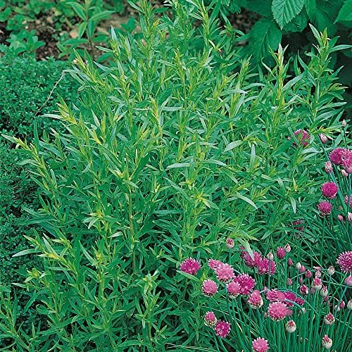 French Tarragon Plug Plants. 'Vienco'. Medium Plug Plants x 4. Estragon