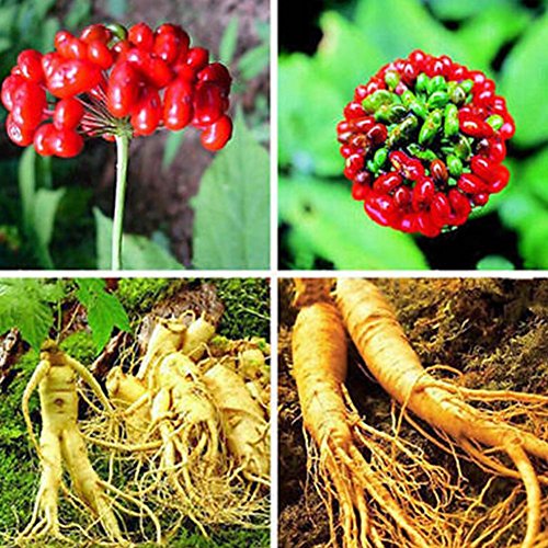 Panax Ginseng Seeds for Yard Gardening Plant,50 Pcs Asian Chinese/Korean Panax Ginseng Seeds
