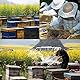 adesugata Bienenzucht Werkzeug, Edelstahl Bee Hive Smoker Bienenzucht Raucher