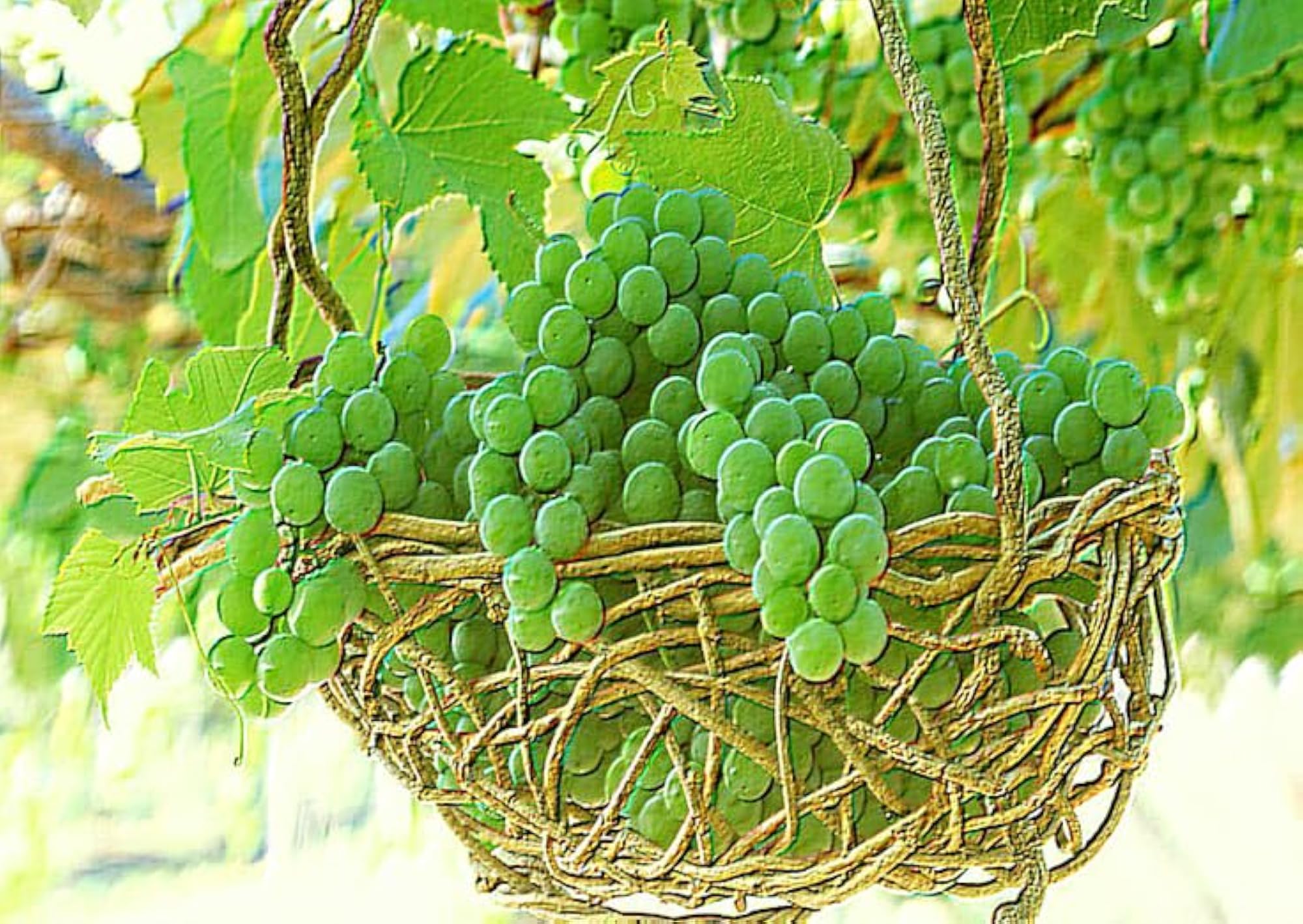 Pack of 2 Green Grapes Bunches for Kitchen and Decor