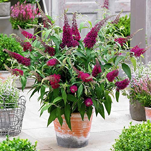 Buddleja Butterfly Towers Magenta Shrub - Strong Plant in a 9cm Pot - Buddleja Magenta Butterfly Bush (1 Plant)