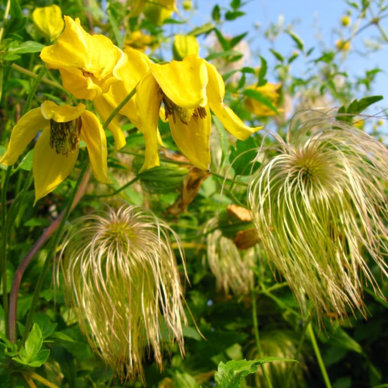 HILROQG Clematis Vine Yellow Flowers