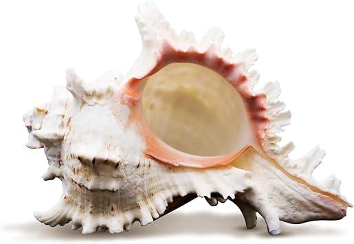 Conch Shell Decor - Seashell Decor - 4 3/4-5 7/8" Large Murex Ramosus Sea Shell - Shells for Decoration - Large Seashells for Crafts - Magic Conch