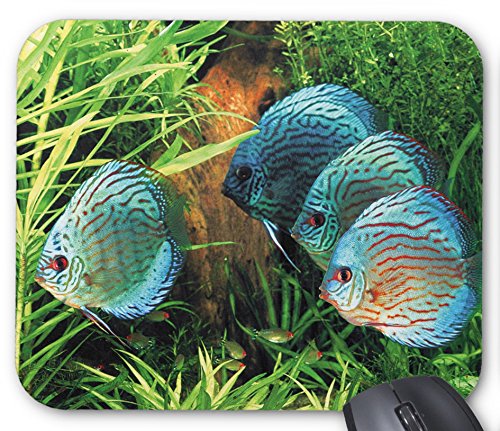 ターコイズブルーディスカスのマウスパッド:フォトパッド( 世界の熱帯魚シリーズ ) (A)
