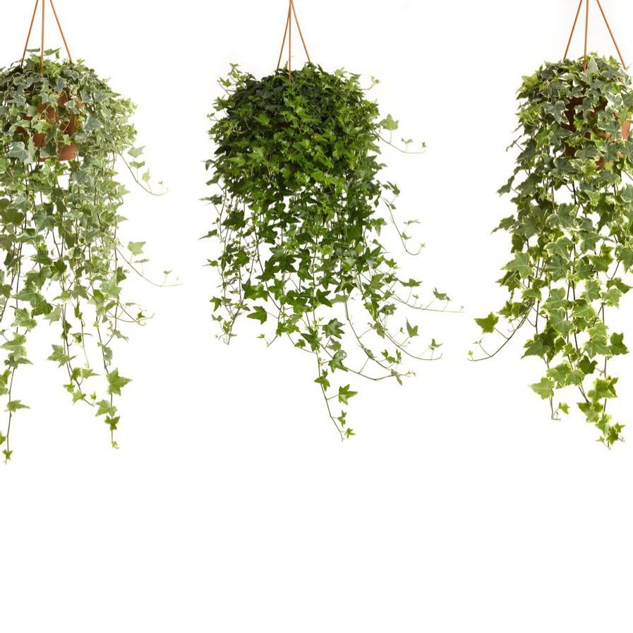 Hedera Helix Mix - Versatile Evergreen Ivy for Indoor & Outdoor Use | Vibrant Green and Variegated Foliage, Ideal for Ground Cover - 1x 19cm Potted Plants by Thompson & Morgan
