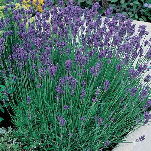 Lavender Munstead 1ltr Plants in 13cm Pot (2 Plants)